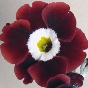 Primula x auricula Emil (B)