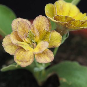 Primula x auricula Autumn Jewels (D)