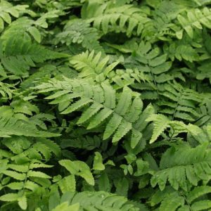 Dryopteris atrata