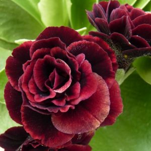 Primula x auricula Saint Emilion (D)