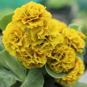 Primula x auricula Schicchi (D)