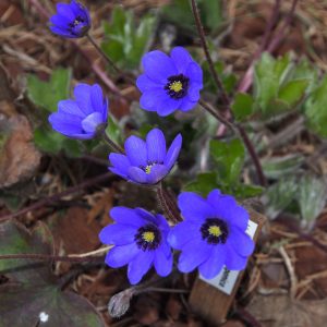 Hepatica x transs-japonica Ulfin JP – Bild 3