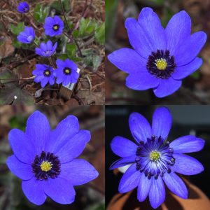 Hepatica x transs-japonica Ulfin JP