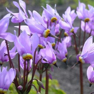 Dodecatheon media