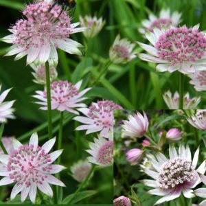 Astrantia major April Love