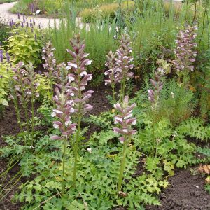 Acanthus spinosus