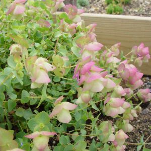 Origanum amanum