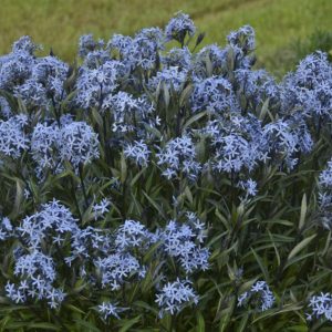 Amsonia tabernaemontana Blue Ice