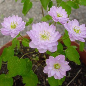 Anemonella thalictroides Pink Diamant