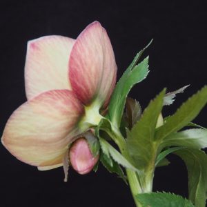 Helleborus x hybridus ' Apricot red Center' – Bild 2