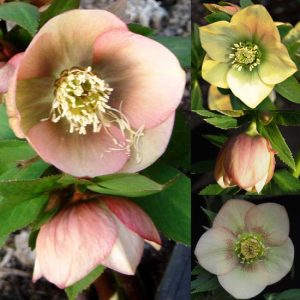 Helleborus x hybridus ' Apricot red Center' – Bild 4