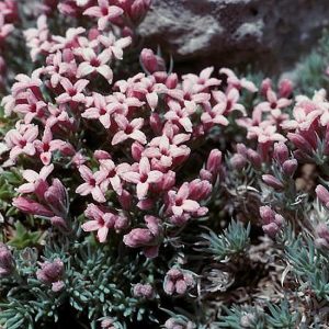 Asperula	boissieri