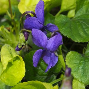 Viola odorata Aurea