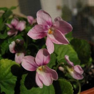 Viola odorata Becky Groves