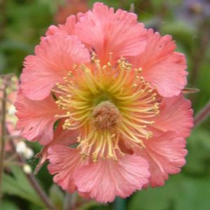 Geum x culturum Bell Bank