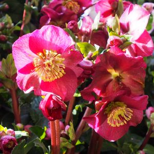 Helleborus x iburgensis Ice N' Roses®  ' HGC Bennotta '