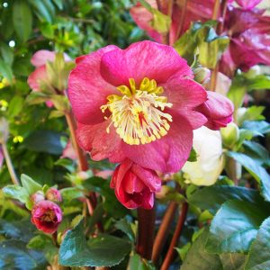 Helleborus x iburgensis Ice N' Roses®  ' HGC Bennotta ' – Bild 3