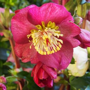 Helleborus x iburgensis Ice N' Roses®  ' HGC Bennotta ' – Bild 4