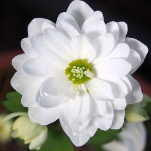 Anemonella thalictroides Bergkristall JP