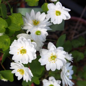 Anemonella thalictroides Bergkristall JP – Bild 3