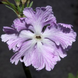 Primula sieboldii Bijyo no mai