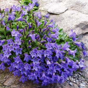Campanula chamissonis