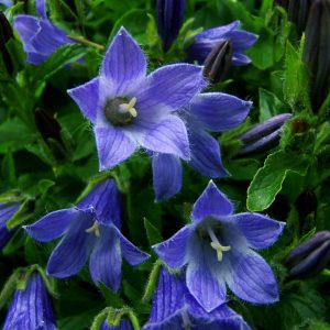 Campanula chamissonis – Bild 3