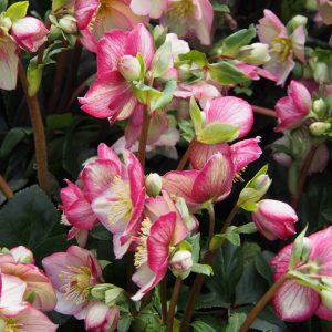 Helleborus x iburgensis Ice N' Roses® ' HGC Carlotta ' – Bild 2