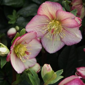 Helleborus x iburgensis Ice N' Roses® ' HGC Carlotta ' – Bild 3
