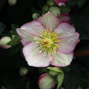 Helleborus x iburgensis Ice N' Roses® ' HGC Carlotta ' – Bild 4