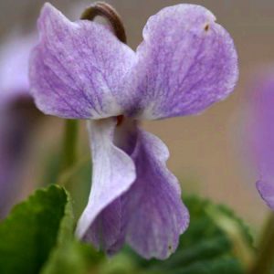 Viola odorata Charles Winston Groves