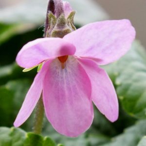 Viola odorata Christies Wedding
