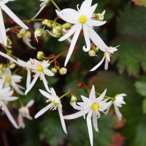 Saxifraga cortusifolia var. obtusocuneata Conwy Snow (AGM) – Bild 2