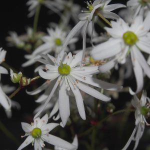 Saxifraga cortusifolia var. obtusocuneata Conwy Snow (AGM) – Bild 3