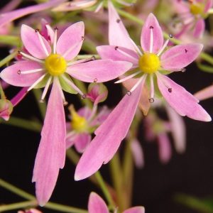 Saxifraga cortusifolia Shigeru JP – Bild 2