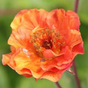 Geum x culturum Dark and Stormy