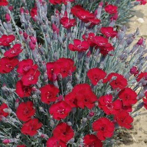 Dianthus grantianopolitanus Rubin
