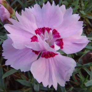 Dianthus plumarius Dixie Red Rose Bicolor