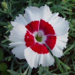 Dianthus plumarius Dixie White Red Bicolor