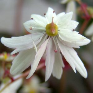 Saxifraga cortusifolia x obtusocuneata Doloris Umbridge JP