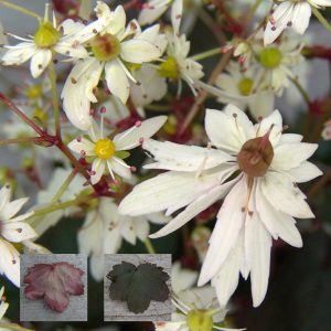Saxifraga cortusifolia x obtusocuneata Doloris Umbridge JP – Bild 2