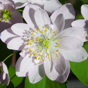 Anemonella thalictroides Doppeltes Lottchen JP
