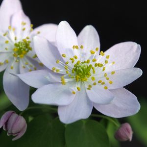 Anemonella thalictroides Doppeltes Lottchen JP – Bild 3