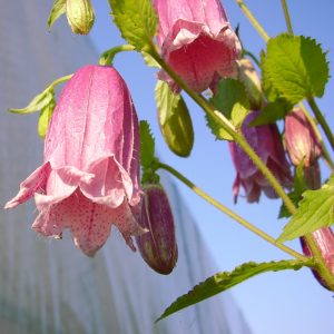 Campanula x punctata ' Drachenblut JP ' – Bild 2