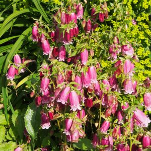 Campanula x punctata ' Drachenblut JP '