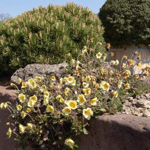 Dryas x sündermannii