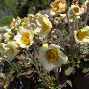 Dryas x sündermannii – Bild 3