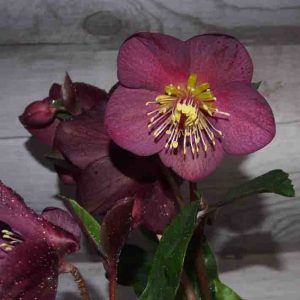 Helleborus x glandorfensis Ice N' Roses ' Early Red ' ® – Bild 2