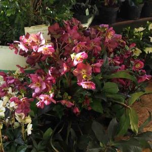 Helleborus x glandorfensis Ice N' Roses ' Early Red ' ®