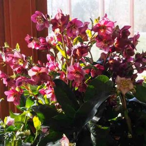 Helleborus x glandorfensis Ice N' Roses ' Early Red ' ® – Bild 4